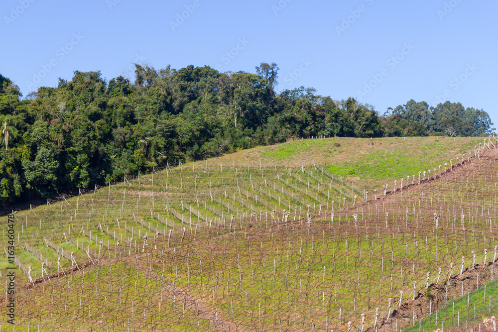 Fototapeta premium Vineyards in winter, Vale dos Vinhedos valley