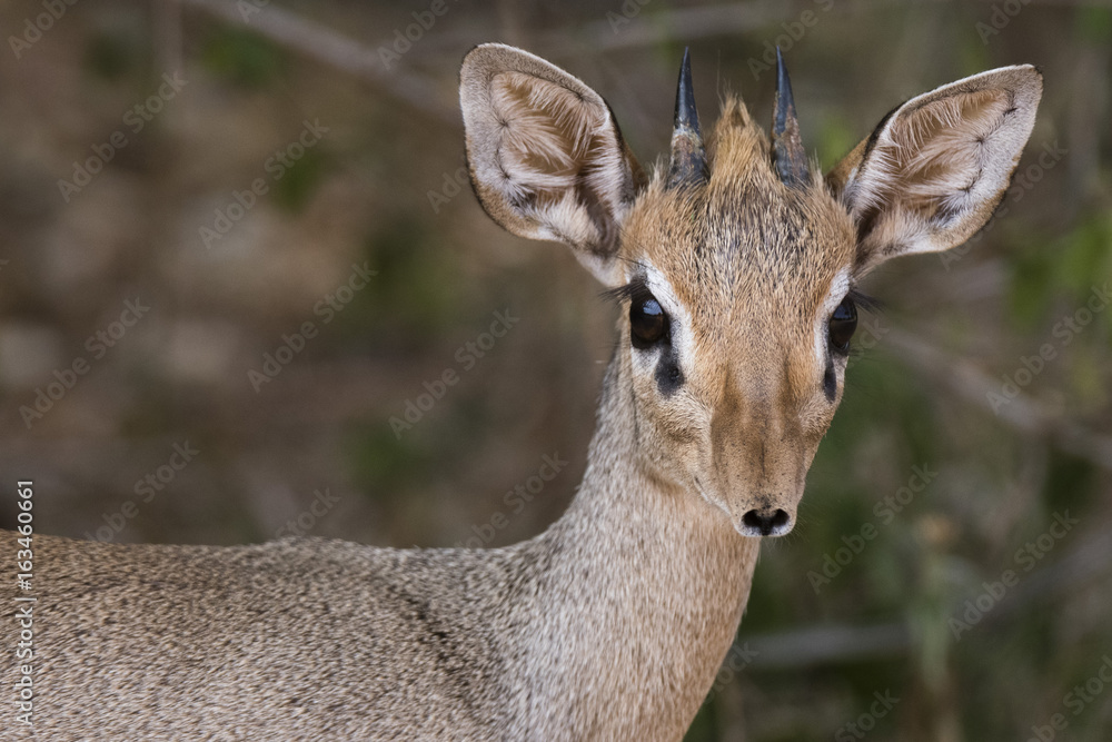 Portrait of a Kirk's dik-dik (Madoqua kirkii), Samburu, Kenya Portrait of a Kirk's dik-dik (Madoqua kirkii), Samburu, Kenya