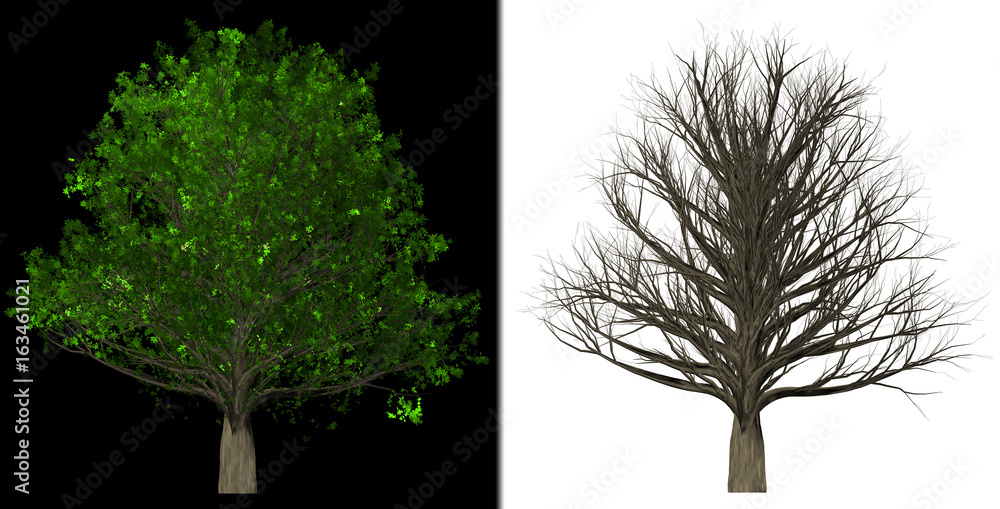 Fototapeta premium Tree isolated on black background and Leafless tree isolated on white background, 3D Illustration