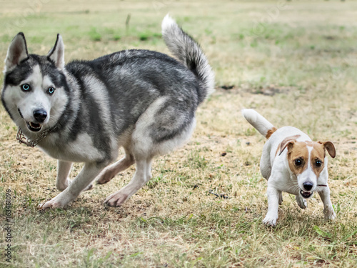 Two dogs playing outdoor at summer day. Husky and Jack Russell Terrier Running fast