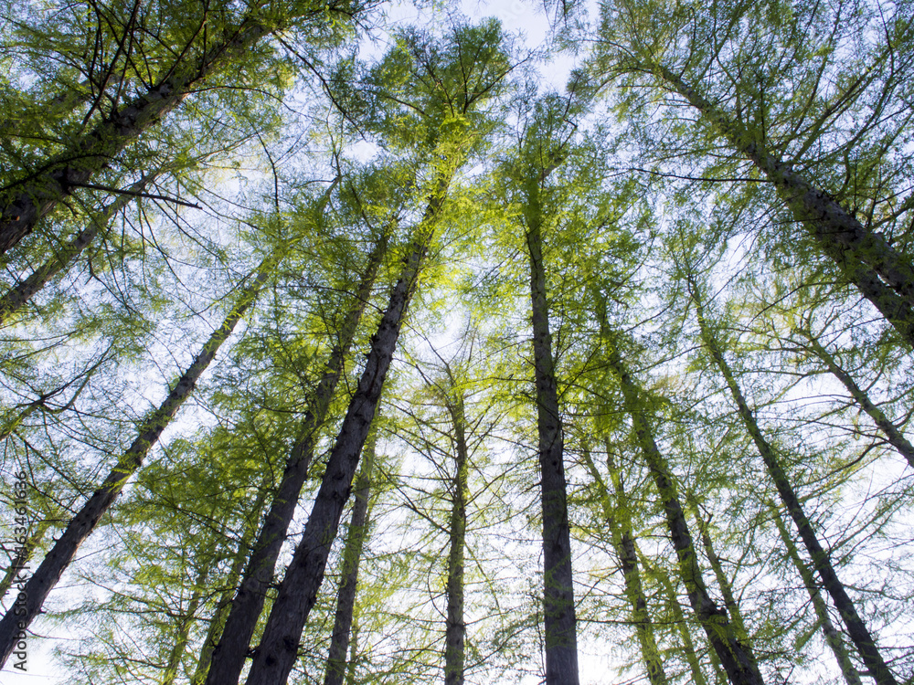 Obraz premium 針葉樹の森