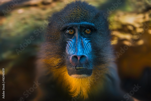 Portrait of African mandrill in the open resort © neurobite