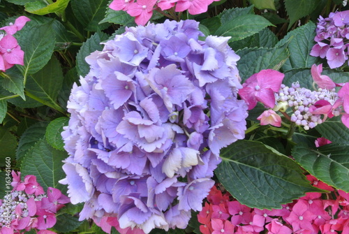 Hortensia