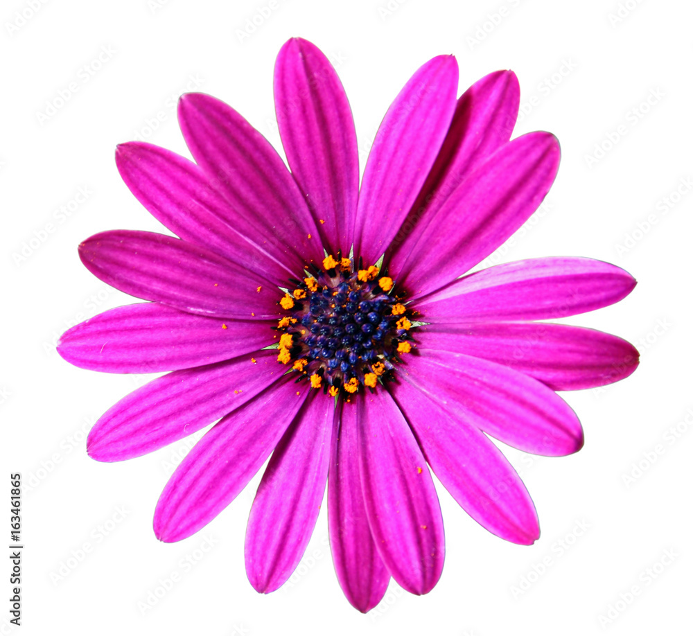 Flower of African daisy
