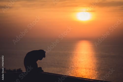 Sunset with lonely monkey