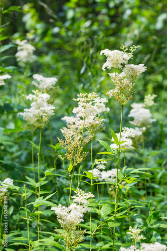 Meadowsweet ( Latin name Filipendula ulmaria )