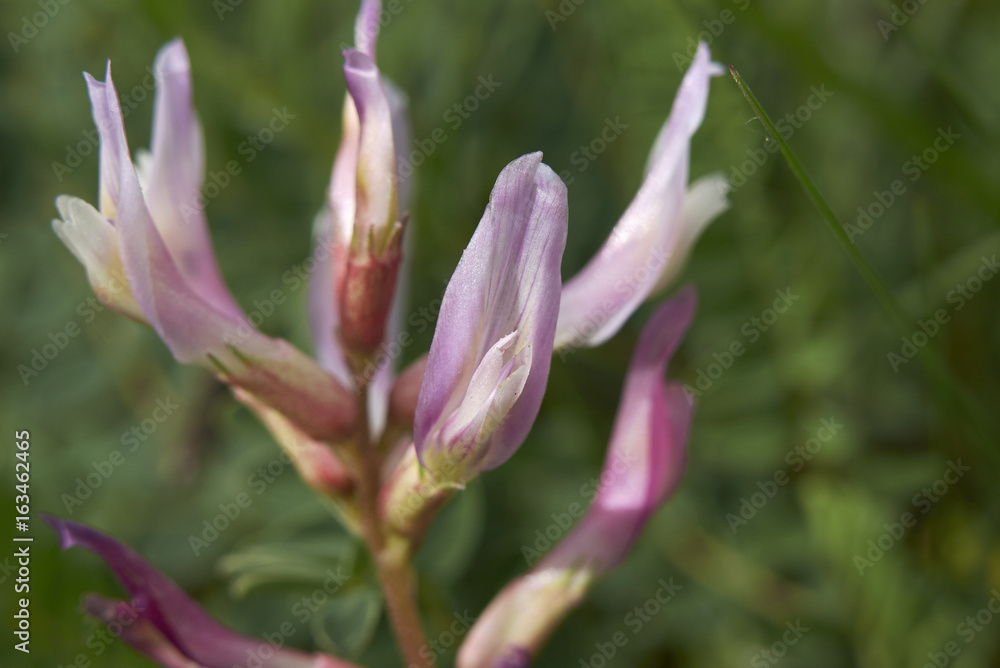 Astragalus monspessulanus