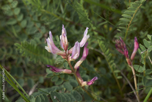 Astragalus monspessulanus photo