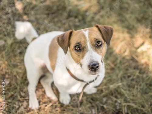 A cute dog Jack Russell Terrier looking with curiosity into camera sitting on green grass at summer day