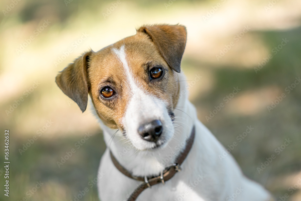 A beautiful face of dog Jack Russell Terrier looking with curiosity into camera sitting on grass. Blurred background