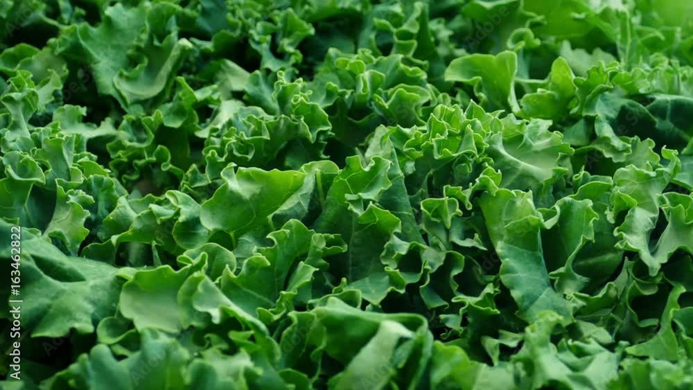 Kale Vegetable Rotating Closeup Kale Vegetable Rotating Closeup