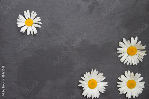 White chamomiles on stone background. Floral frame. Top view.