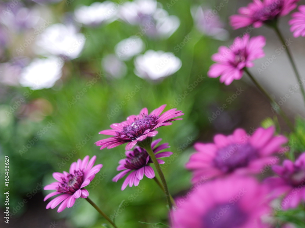 Bornholm Margeriten 4