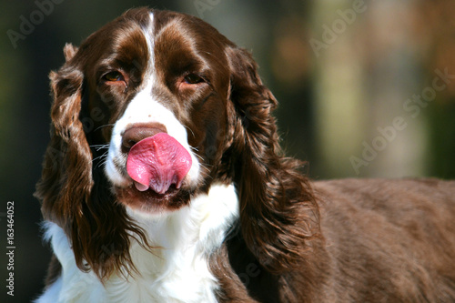 Cute Dog