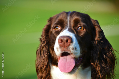 Cute Dog