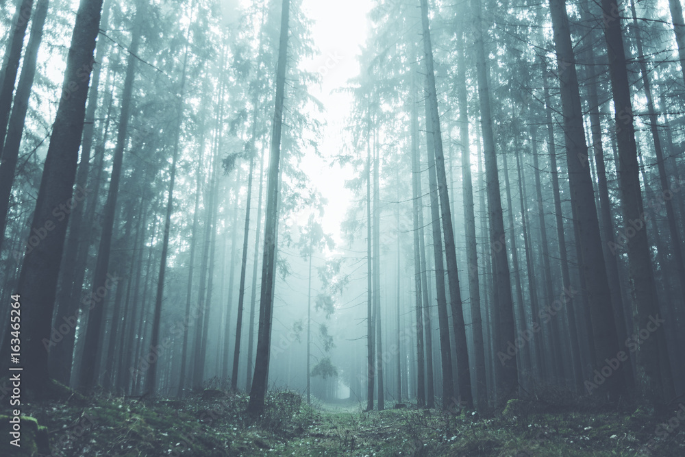 Fototapeta premium Mysterious forest