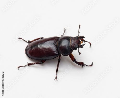 Female Stag Beetle, Right Side © lawcain