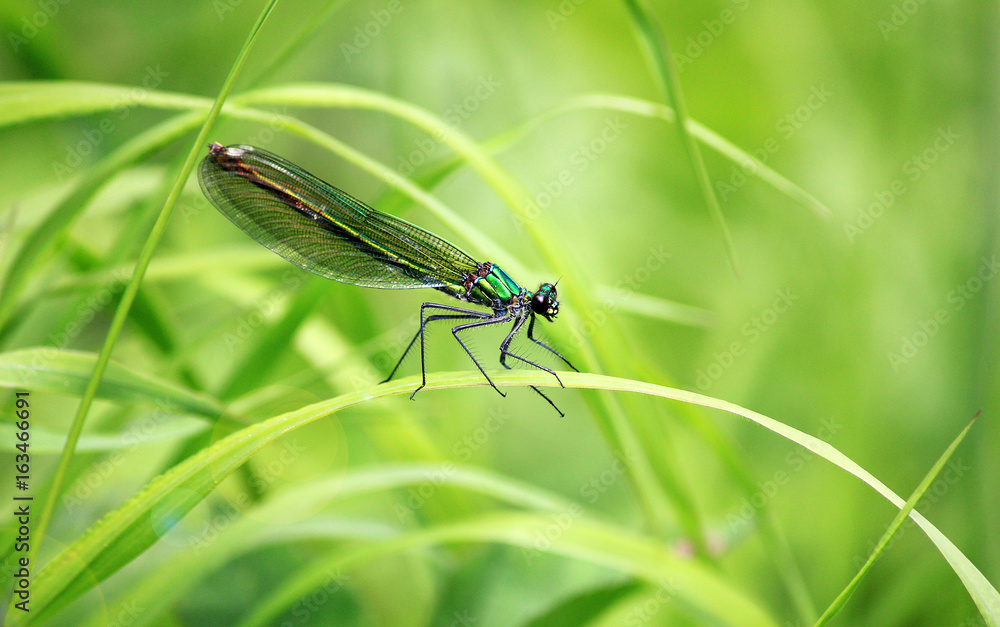 dragonfly on the grass dragonfly on the grass