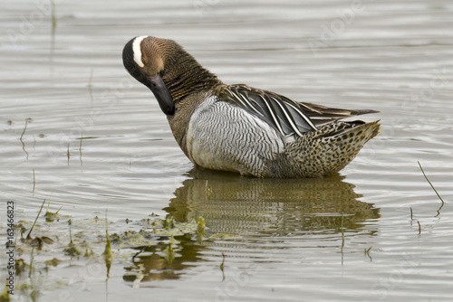 Sarcelle d'été,.Anas querquedula, Garganey photo