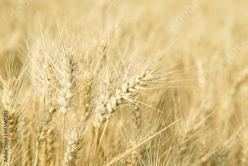 Wheat field