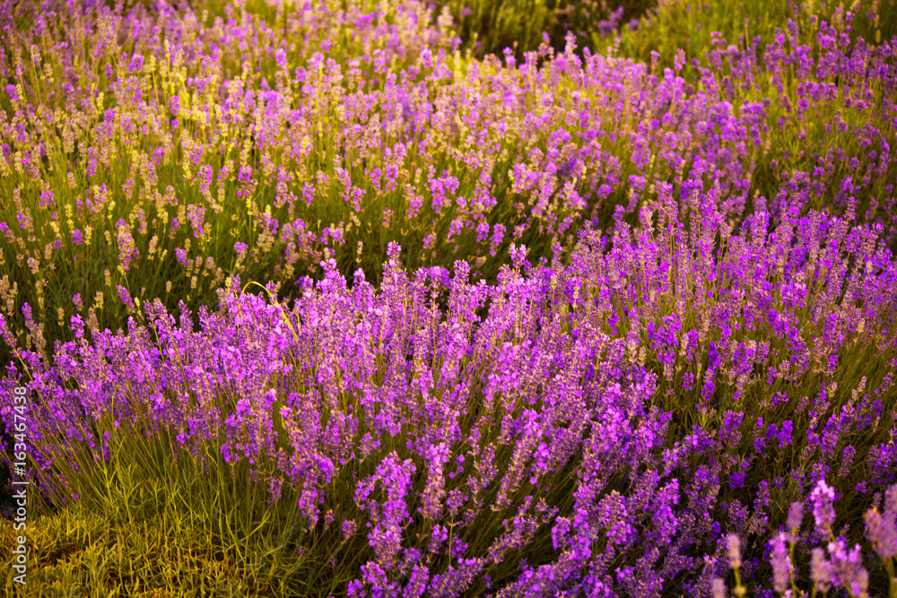 Naklejka premium Flowering fields of lavender