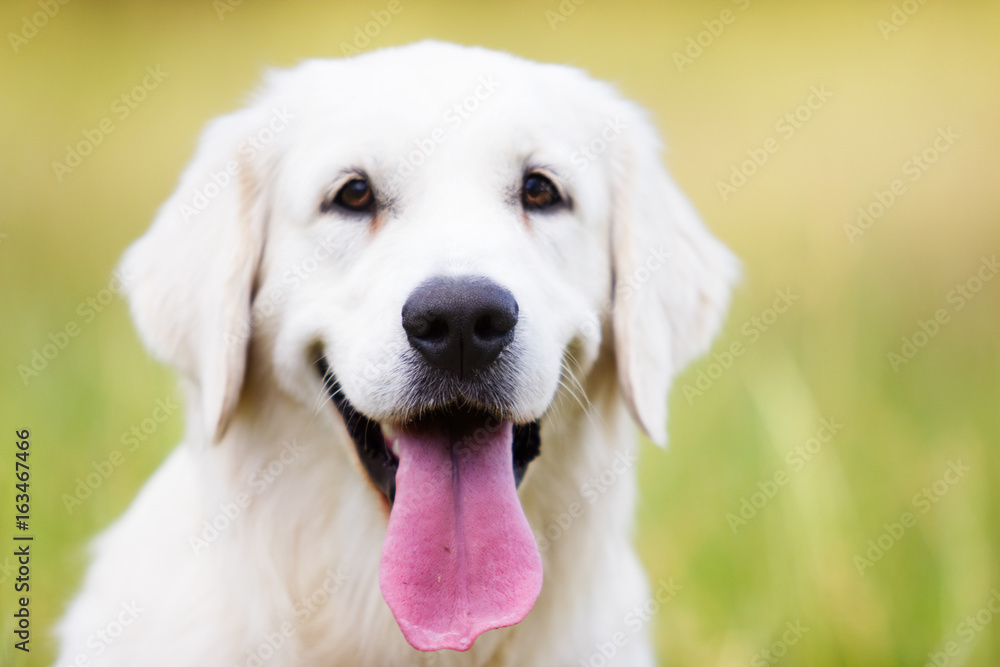 Portrait of a golden retriever dog Portrait of a golden retriever dog