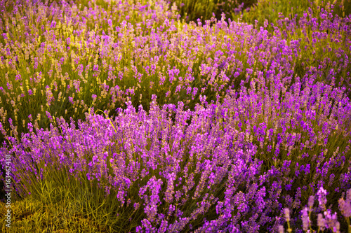 Flowering fields of lavender