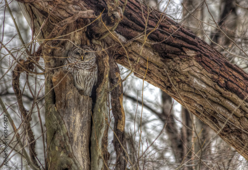 Fényképezés Barred owl in nest in woods