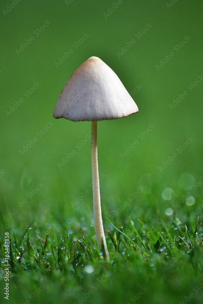 Mushroom