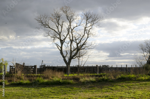 winter tree