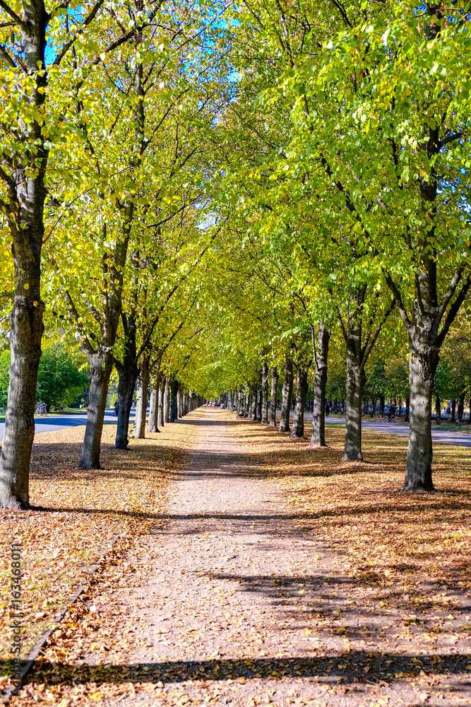 Naklejka premium Colorful foliage in the autumn park