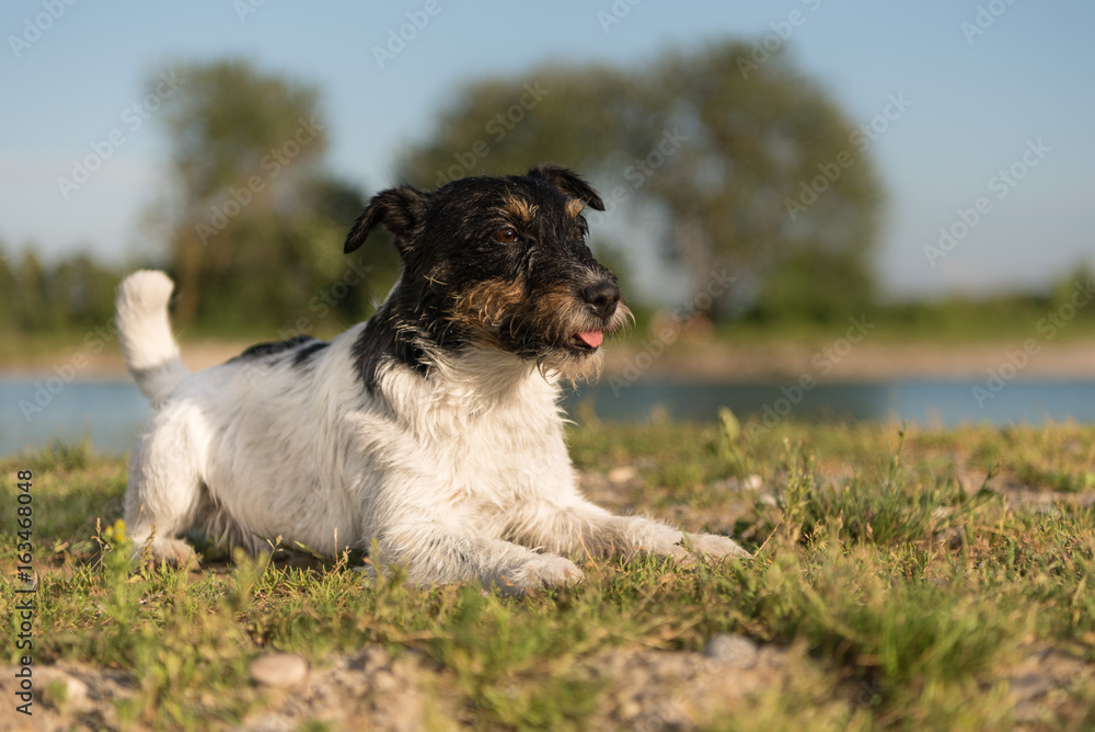 Gehorsamer Hund liegt aufmerksam am See - Tricolor rauhaariger Jack Russell  Terrier Stock Photo | Adobe Stock