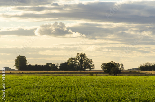 green wheat