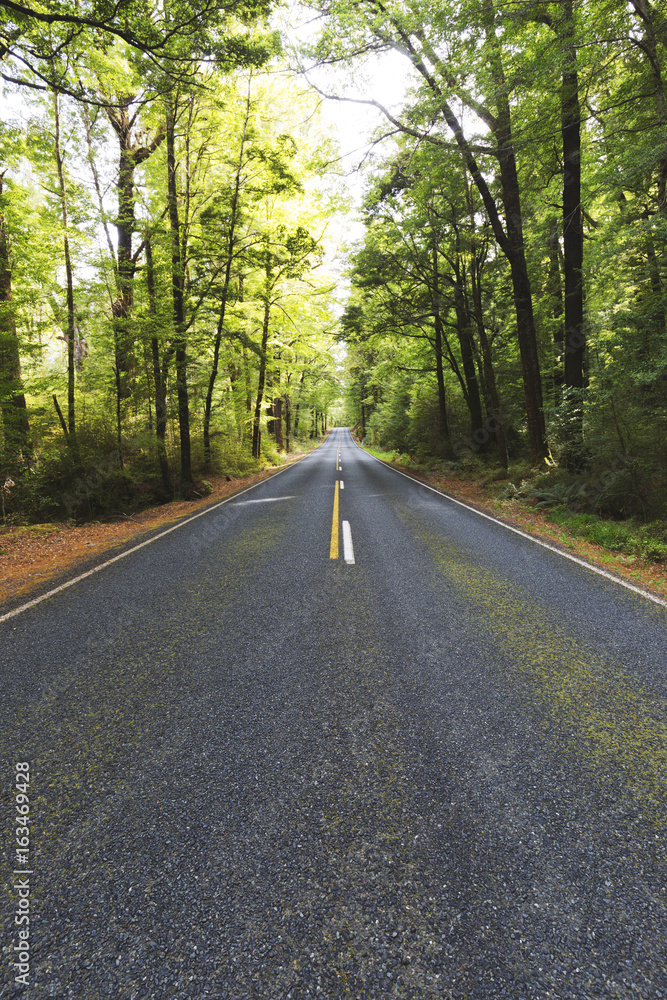 A perspective shot of straight road under tress. The shot was take in portrait format. A perspective shot of straight road under tress. The shot was take in portrait format.