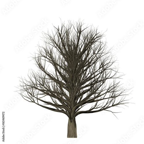 Tree without leaves isolated on white background. Leafless tree. Nature theme.