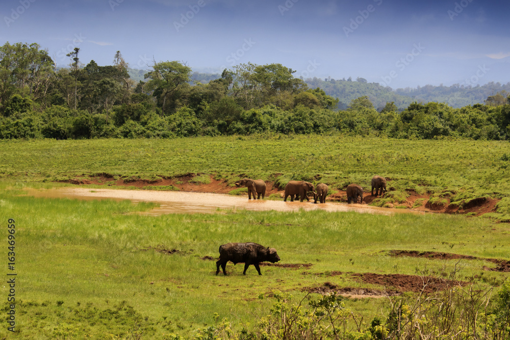 Naklejka Cape buffalo and African elephants herd
