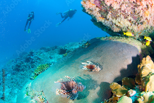 Fototapeta Naklejka Na Ścianę i Meble -  Wonderful and beautiful underwater world with corals, fish, scuba diver