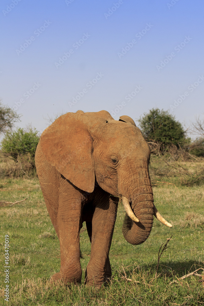 Fototapeta premium African Elephant