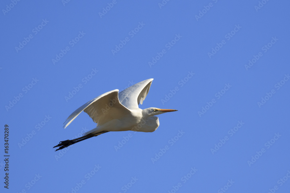 Fototapeta premium Great White Egret