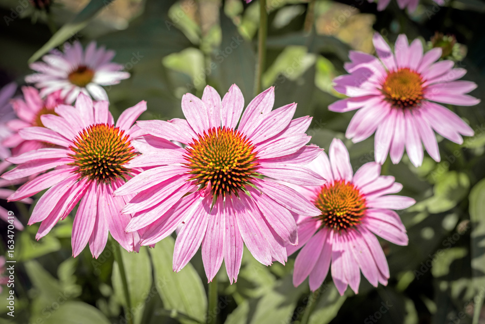 Fototapeta premium Coneflowers