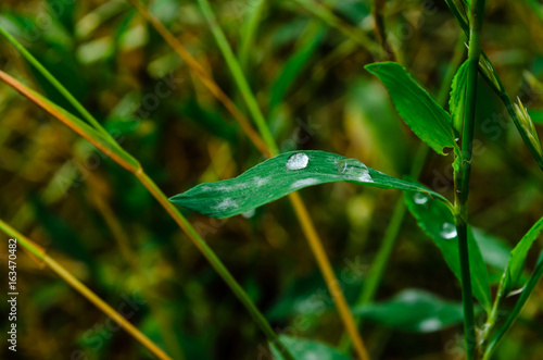 Water drops on a green grass