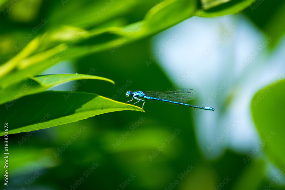 Dragonfly Blue