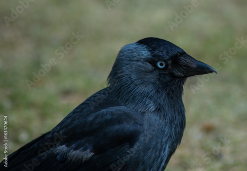 Crow close