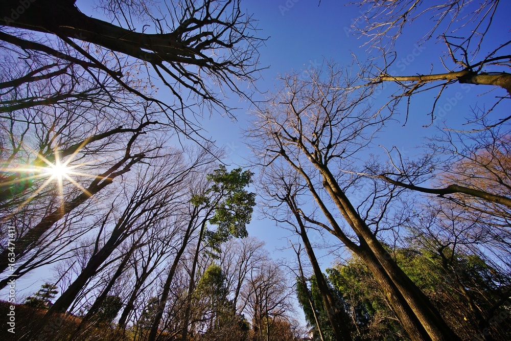 Obraz premium 冬枯れの木々