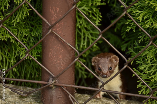 Obraz na płótnie Kuna domowa (Stone marten) w salonie