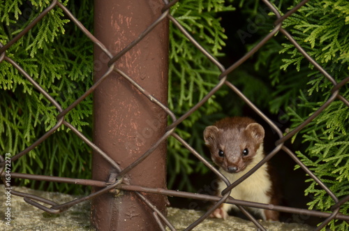 Kuna domowa (Stone marten) photo