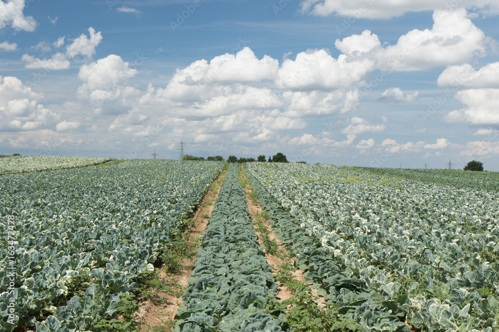 Kohlfeld StockFoto Adobe Stock