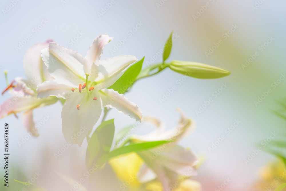 Fototapeta premium 初夏のユリ