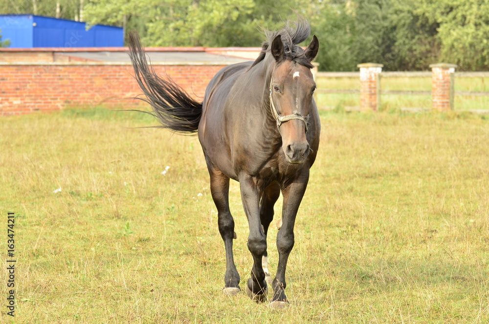 Koń (horse)