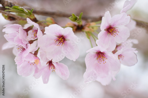 桜と雨